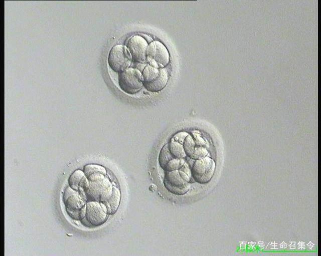 胚胎着床
