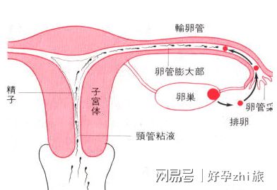胚胎着床