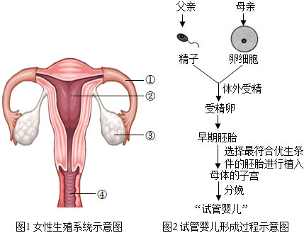 胚胎着床