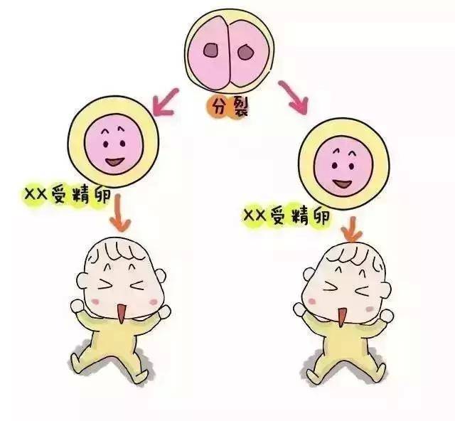 胚胎着床