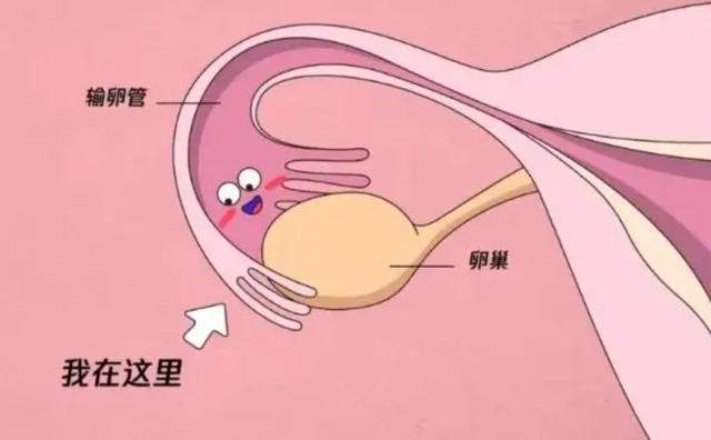 胚胎着床
