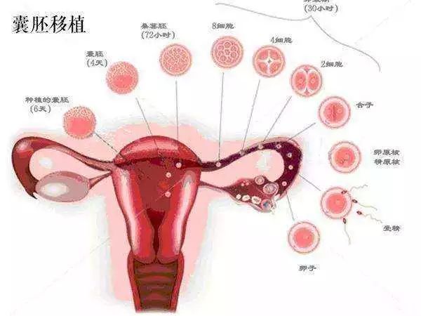 胚胎着床