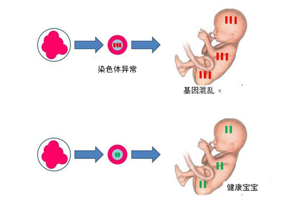 胚胎着床