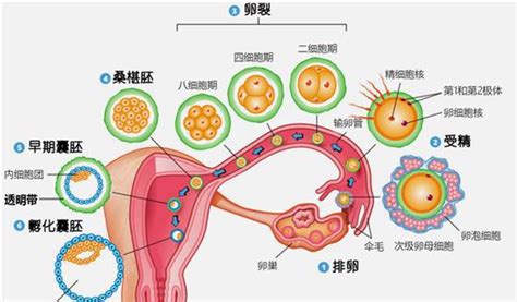 胚胎着床