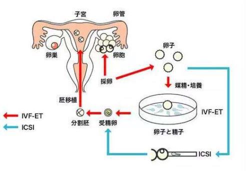 胚胎着床