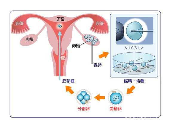 胚胎着床
