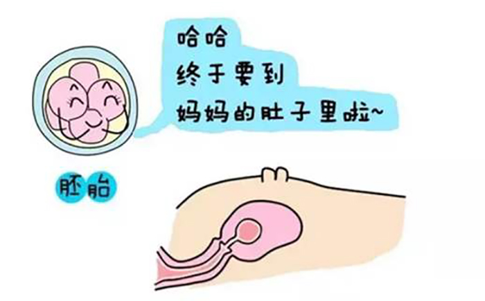 胚胎着床