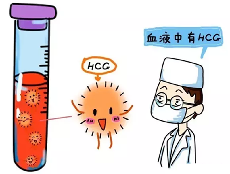 胚胎着床