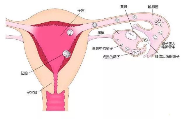 胚胎着床
