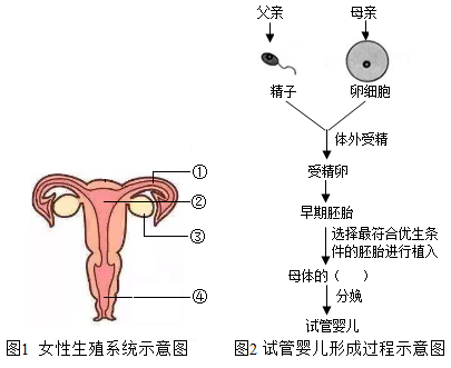 胚胎着床