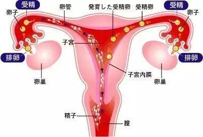 胚胎着床