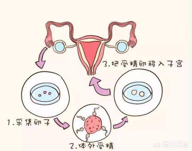 胚胎着床