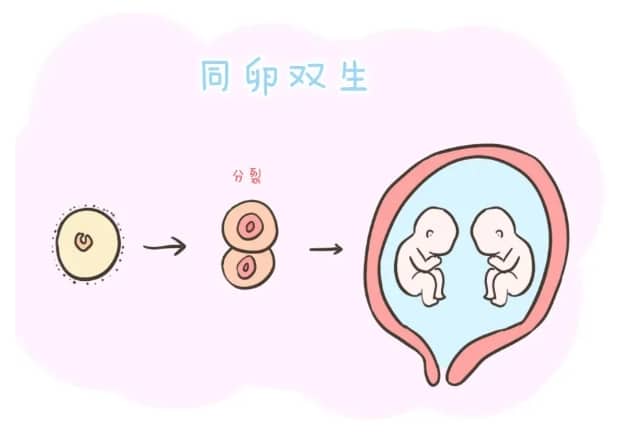 胚胎着床